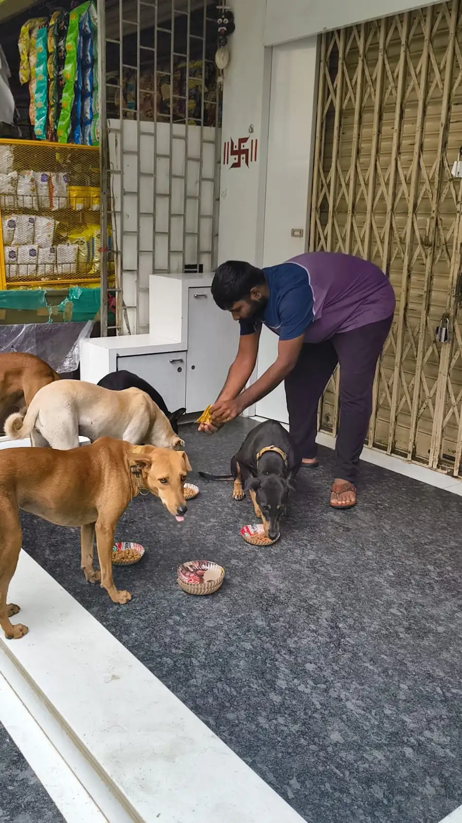 Serving food bowls and biscuits to local dogs