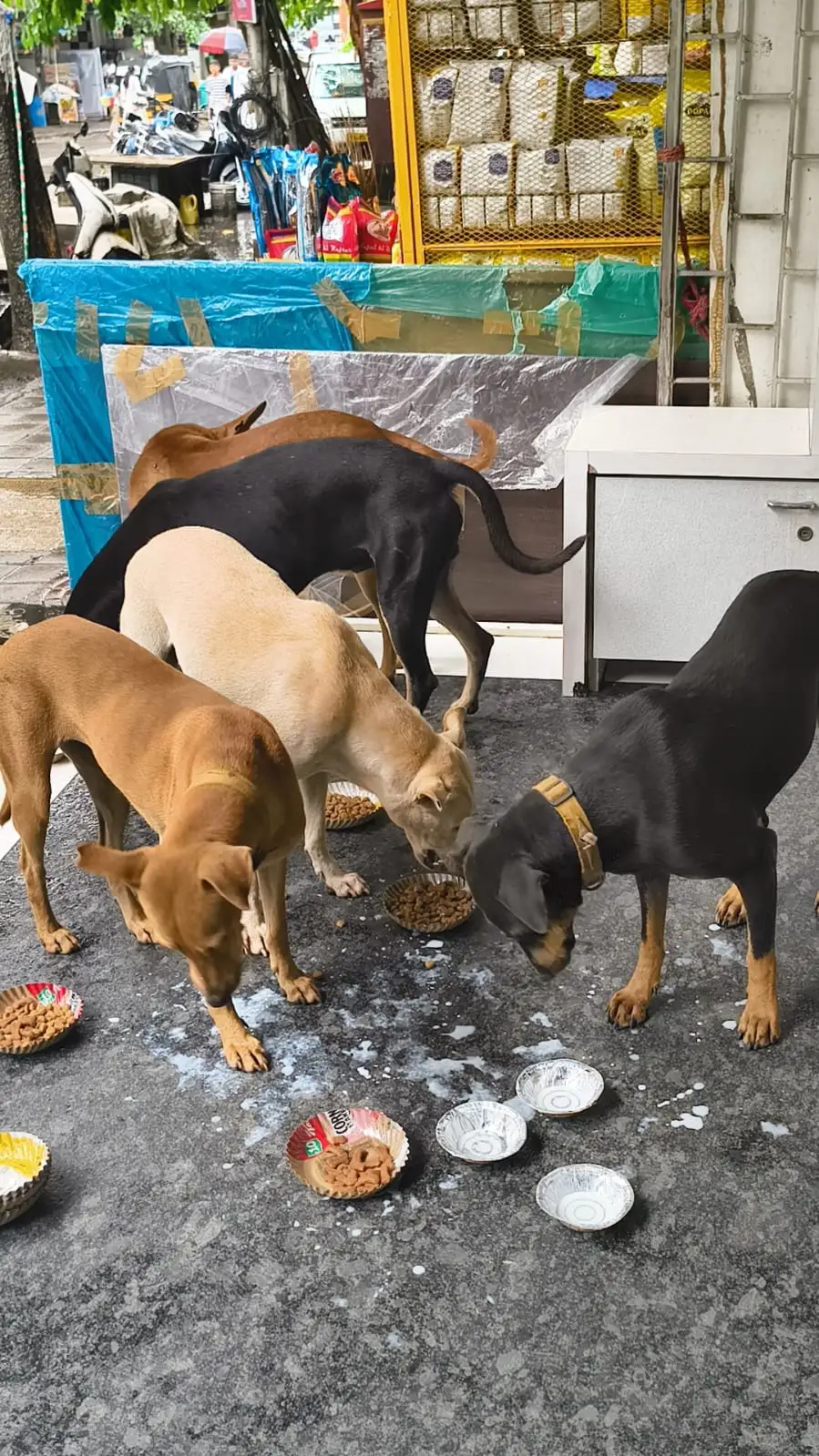 Wholesome meals and milk for street animals