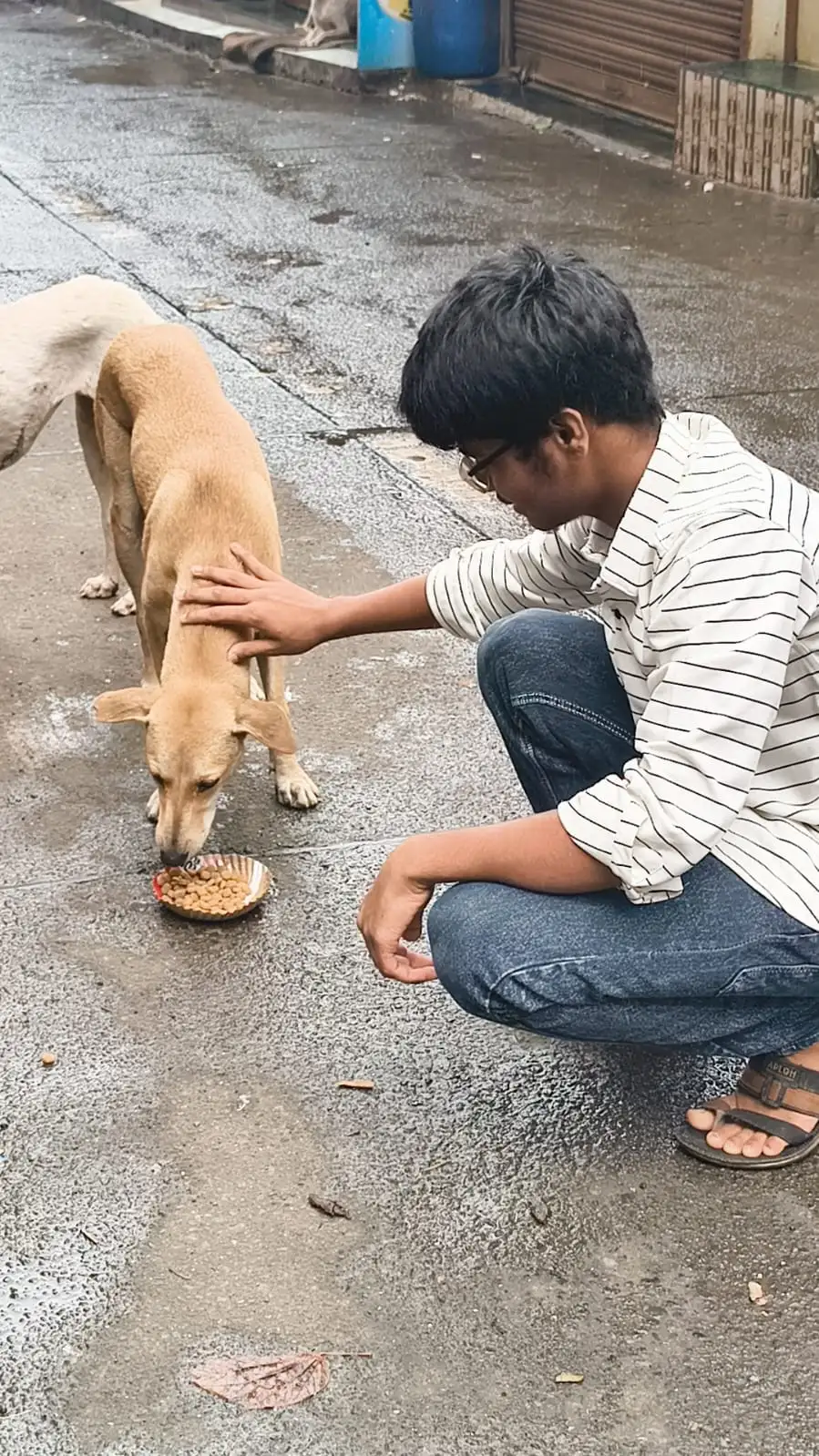 Serving daily meals to stray dogs across suburbs