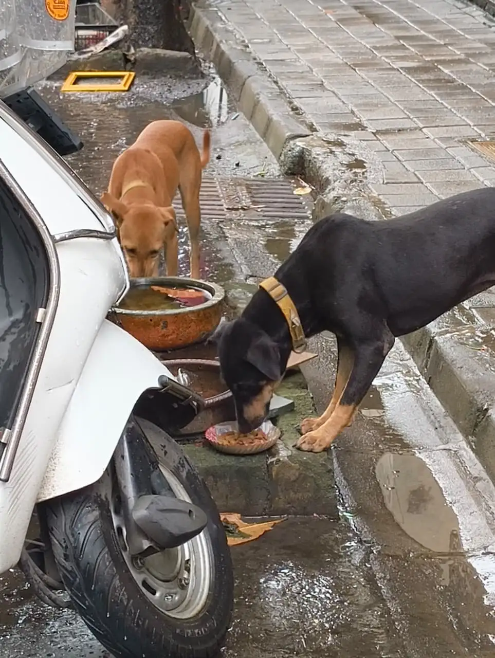 Volunteer sharing food and water with local strays