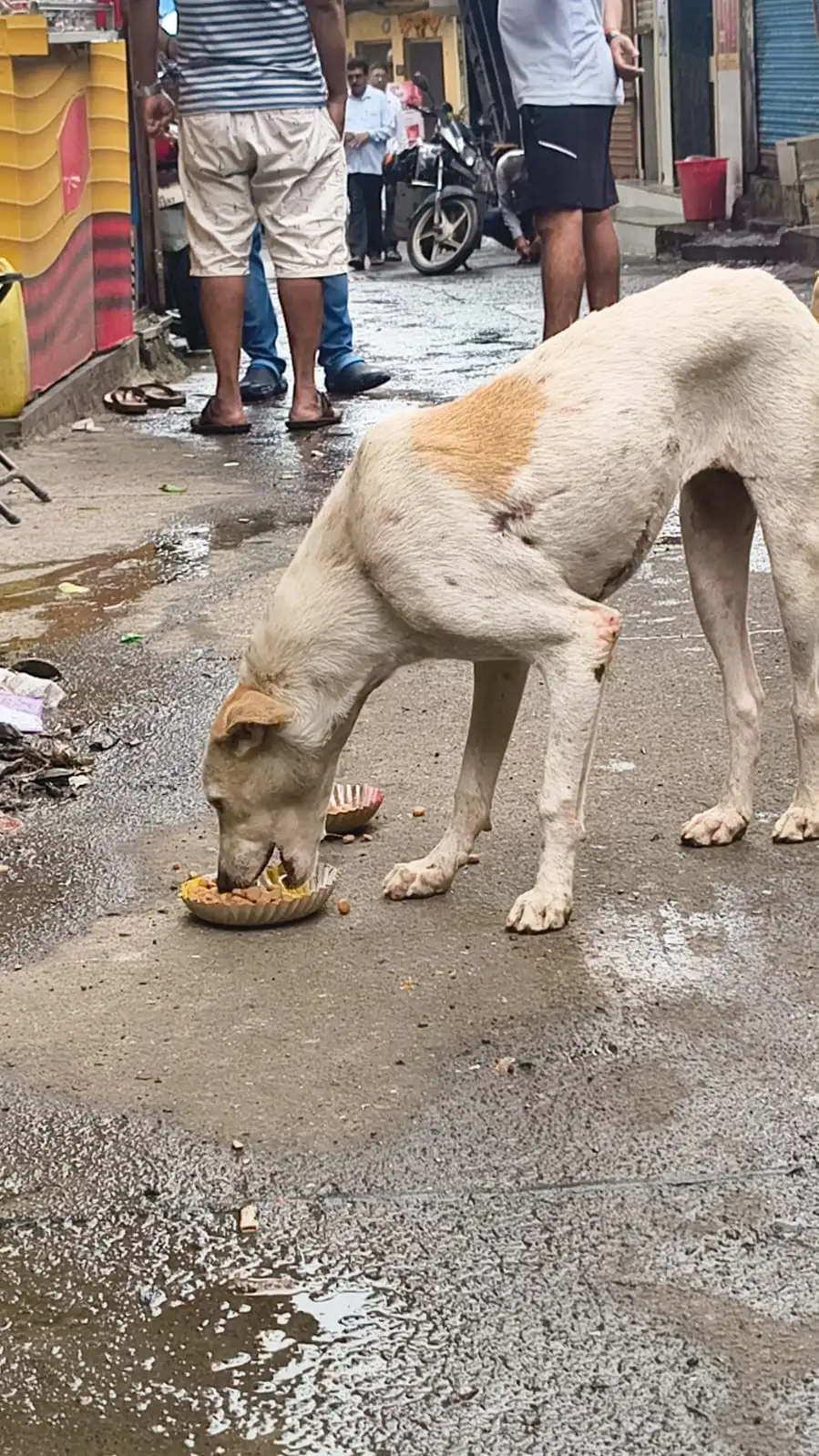 Nutritious meal plates placed in peaceful street corners