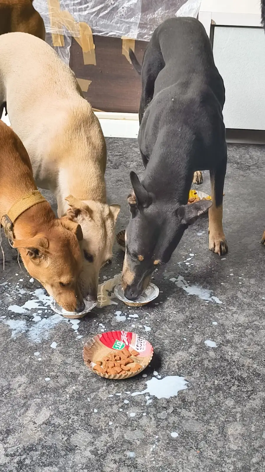 Active feeding drive across Mumbai neighborhood streets