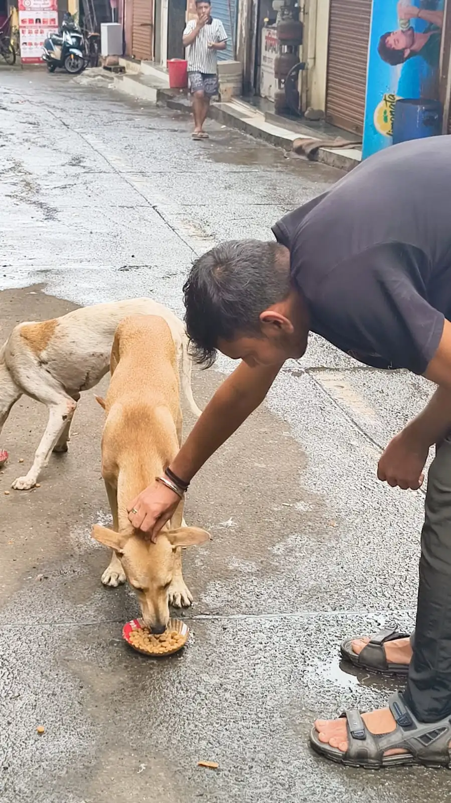 Ensuring no street animal goes to sleep hungry