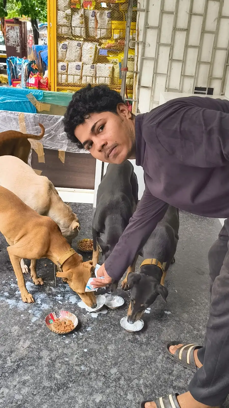 Serving fresh milk and food to dogs during field drive